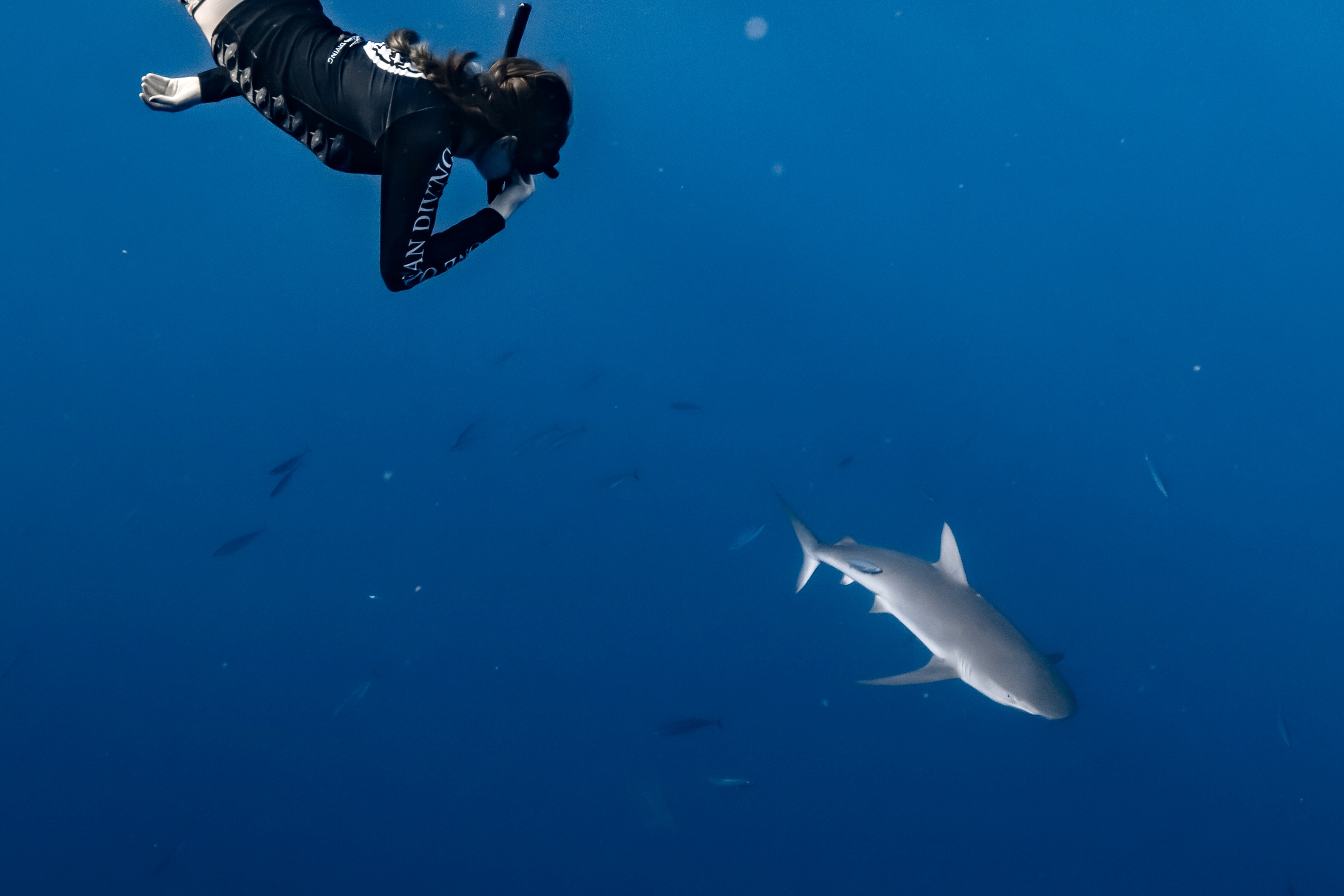 Woman snorkeling with a galapagos shark in the open ocean
